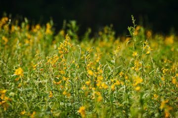 Quais As Vantagens Do Uso Da Crotalária Na Adubação Verde?