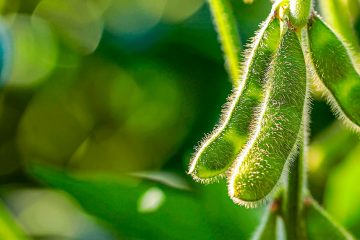 Quais São Os Principais Sintomas De Deficiência De Cobre Na Soja E Como Evitá-Los?