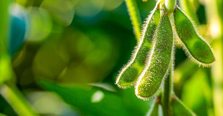 Quais São Os Principais Sintomas De Deficiência De Cobre Na Soja E Como Evitá-Los?