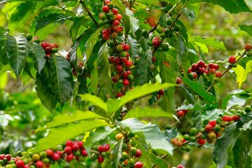 Qual A Influência Do Cobre Na Produtividade Do Café?