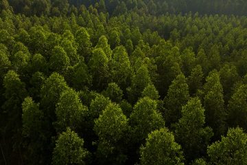 Saiba As Consequências Da Deficiência De Cobre No Eucalipto E Como Evitá-La