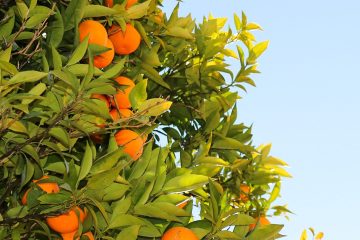 Veja 3 Motivos Para Começar A Adubar Com Cobre Em Citros