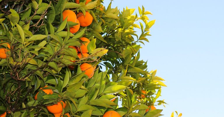 Veja 3 Motivos Para Começar A Adubar Com Cobre Em Citros