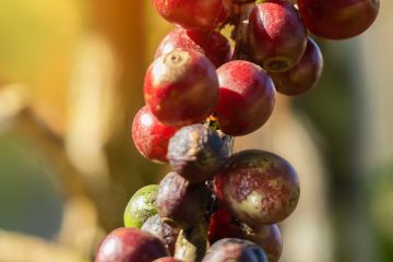 Ácaro Da Leprose: Como Essa Praga Causa A Mancha Anular Do Cafeeiro E Como Combatê-Lo