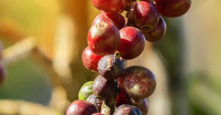 Ácaro Da Leprose: Como Essa Praga Causa A Mancha Anular Do Cafeeiro E Como Combatê-Lo