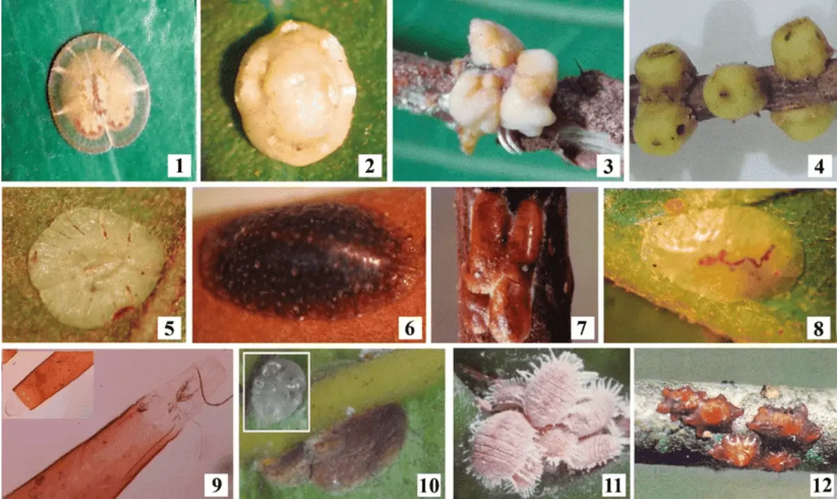 A Cochonilha Possui Variadas Espécies, Distribuídas Em Diferentes Famílias