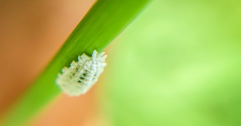 Entenda Mais Sobre A Cochonilha Praga Que Pode Prejudicar A Produtividade Agrícola