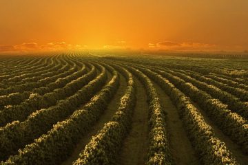 Eventos Do Agro: Cafeicultores Discutem Assuntos Atuais Do Setor No Encoffee