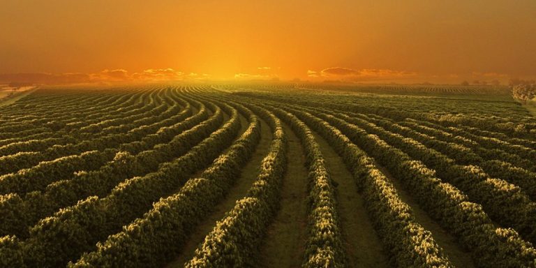 Eventos Do Agro: Cafeicultores Discutem Assuntos Atuais Do Setor No Encoffee