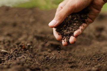 Expolondrina: O Evento Do Agro Que Movimenta O Setor Há Mais De 6 Décadas