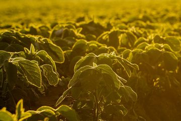 Mercado De Soja Em Baixa Na Bolsa De Chicago É Destaque Nas Notícias Agrícolas Da Semana