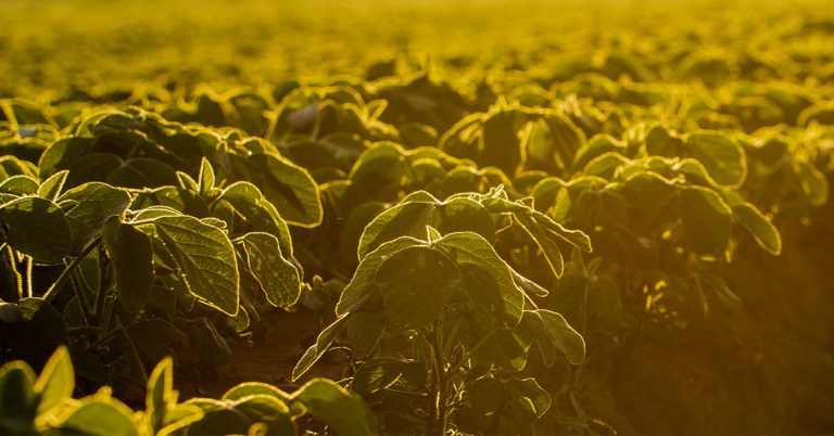 Mercado De Soja Em Baixa Na Bolsa De Chicago É Destaque Nas Notícias Agrícolas Da Semana