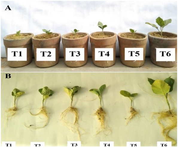 O Bacillus Aryabhattai Teve Um Efeito Positivo No Crescimento Das Plantas