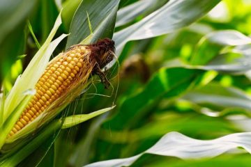 Onda De Frio Ameaça Produção De Milho Em Importantes Regiões Produtoras Do Brasil