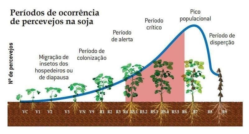 Períodos De Maior Incidência De Ataques De Percevejo Em Soja