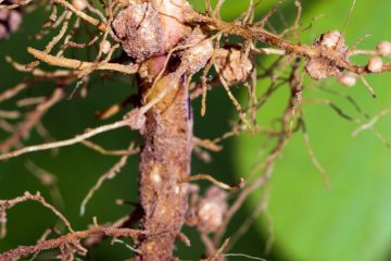 Resultados De Estudo Mostram Como O Bacillus Aryabhattai É Uma Ferramenta Eficiente No Controle De Nematoides