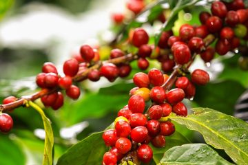 Semana Nacional Da Cafeicultura Moderna: Evento Do Agro Traz Especialistas Para Debater Questões Relevantes Para A Cafeicultura