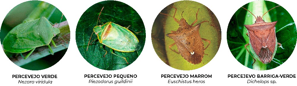 Algumas Das Espécies Comuns De Percevejo Que Atacam A Soja