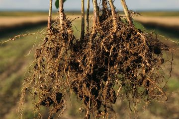 Veja Como Estudos Científicos Mostram Os Benefícios Do Bacillus Aryabhattai No Controle De Nematoides E No Crescimento Das Plantas