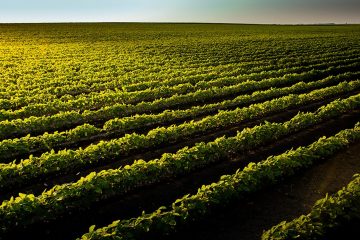 Agricultor De Sucesso Do Maranhão Conta Como O K Forte® Ajudou A Previr Impactos Negativos Na Lavoura