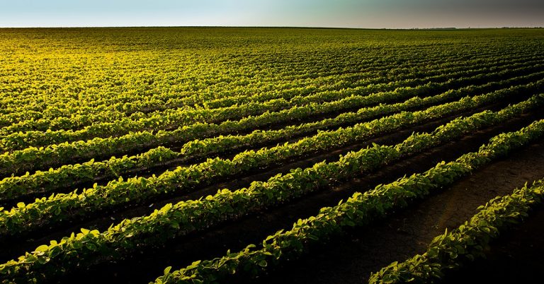 Agricultor De Sucesso Do Maranhão Conta Como O K Forte® Ajudou A Previr Impactos Negativos Na Lavoura