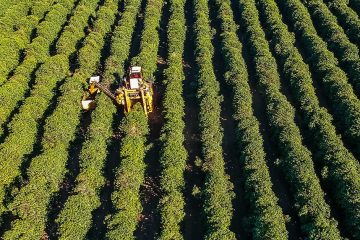 Atraso Do Início Da Colheita De Café No Brasil Impactando As Vendas É Destaque Nas Notícias Agrícolas