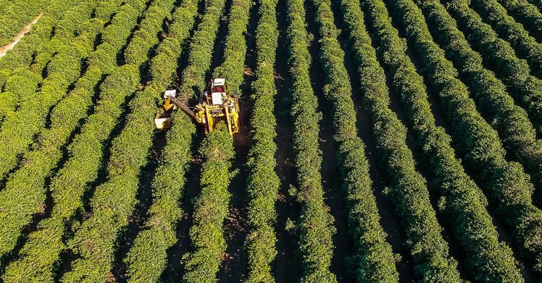 Atraso Do Início Da Colheita De Café No Brasil Impactando As Vendas É Destaque Nas Notícias Agrícolas