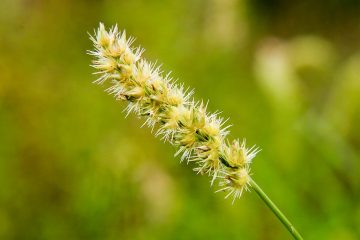 Como O Capim-Carrapicho Prejudica As Cultras Agrícolas E Como Controlá-Lo?