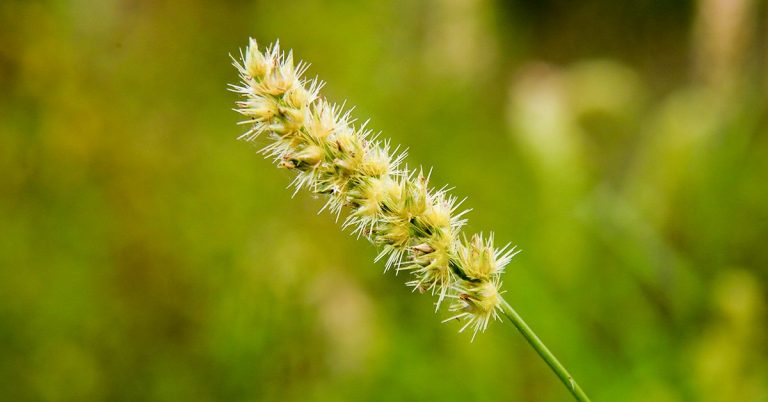 Como O Capim-Carrapicho Prejudica As Cultras Agrícolas E Como Controlá-Lo?