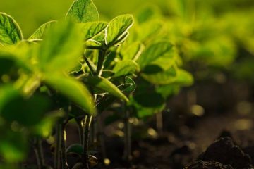 Como O Crescimento Do Uso De Biofertilizantes No Brasil Favorece A Agricultura?