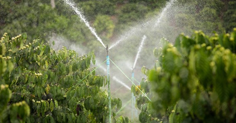 Entenda Mais Sobre O Uso Do Pivô De Irrigação No Café E Como Ele Melhora O Cultivo