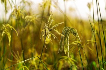 O Que É O Capim Rabo-De-Raposa E Como Essa Planta Daninha Afeta A Agricultura?