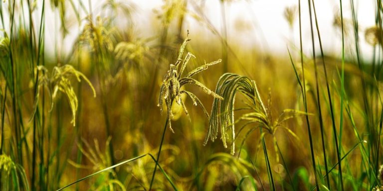 O Que É O Capim Rabo-De-Raposa E Como Essa Planta Daninha Afeta A Agricultura?