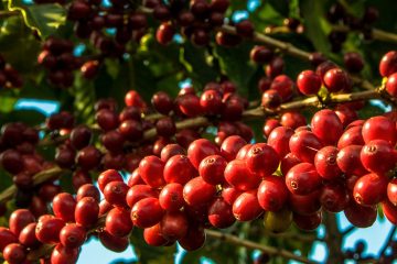 Preço Do Café: O Que Esperar Em 2023?