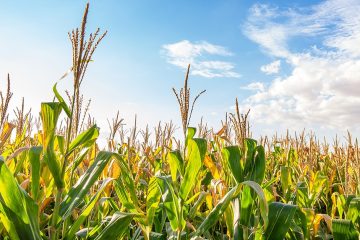 Queda Acentuada No Preço Do Milho Na Bolsa De Valores É Destaque Nas Notícias Agrícolas