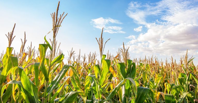 Queda Acentuada No Preço Do Milho Na Bolsa De Valores É Destaque Nas Notícias Agrícolas