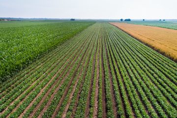 Veja Como O K Forte® E O Baks® Vêm Contribuindo Para O Sucesso De Agricultores Que Cultivam Grãos No Brasil