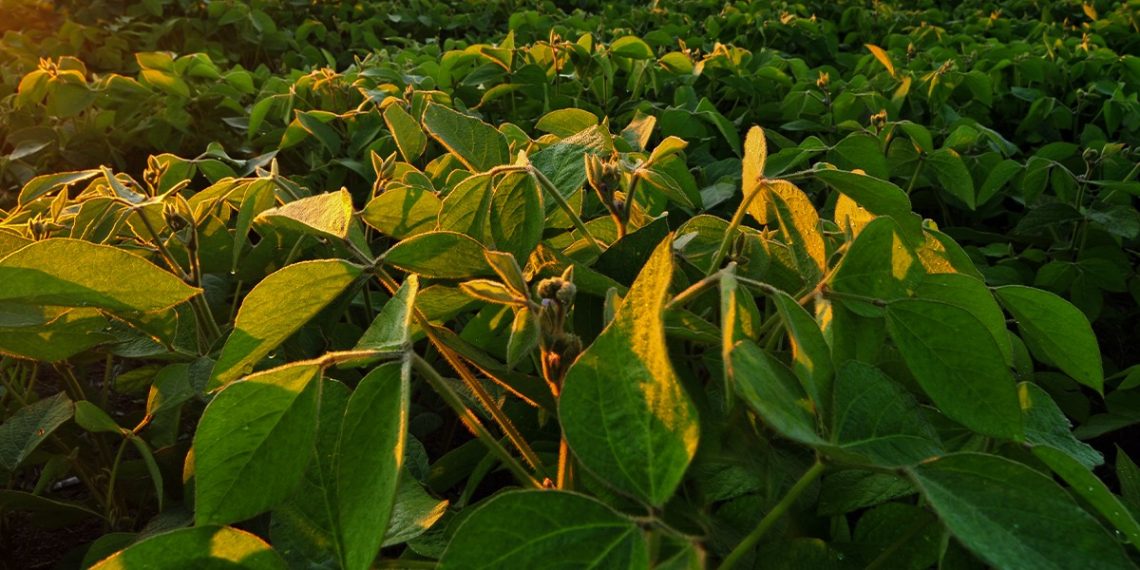 Ácaro Na Soja: Como Essa Praga Afeta Esse Cultivo?