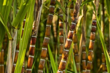 Agricultor De Sucesso Do Setor Sucroenergético Que Utiliza O K Forte® E O Baks® Elogia O Atendimento Da Verde Agritech