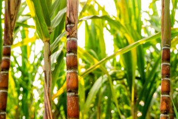 Agricultor Referência No Setor Sucroenergético Fala Como O K Forte® Ajudou A Melhorar O Manejo