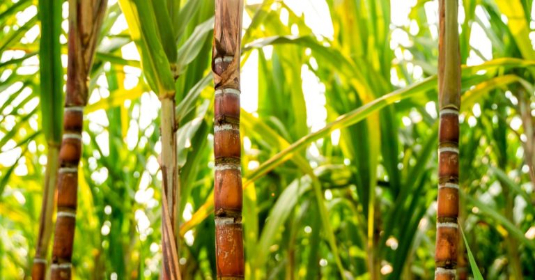 Agricultor Referência No Setor Sucroenergético Fala Como O K Forte® Ajudou A Melhorar O Manejo