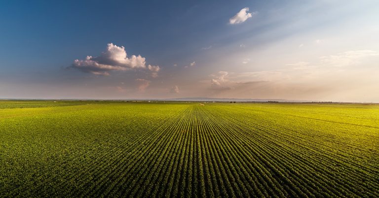 Consultores Agrícolas De Sucesso Atestam Os Bons Resultados Que K Forte® E O Baks® Trazem Para O Manejo