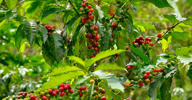 Descubra Como Escolher As Melhores Máquinas Agrícolas Para O Cultivo Do Café