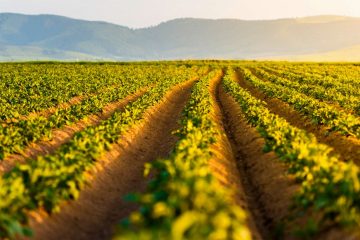 Nitrogênio Na Agricultura: Saiba Porque O Manejo Desse Nutriente É Tão Importante