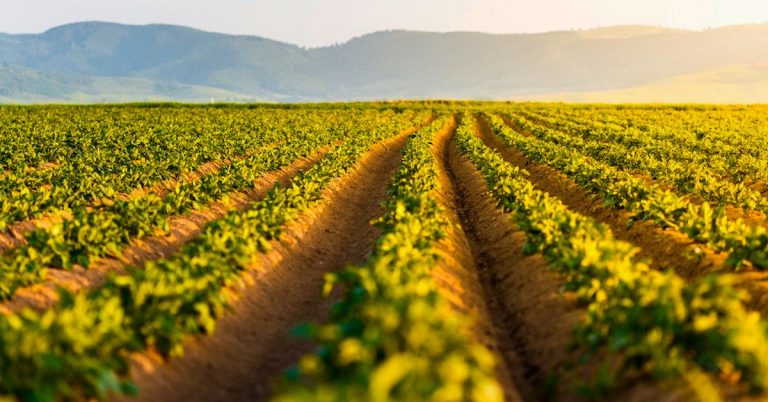 Nitrogênio Na Agricultura: Saiba Porque O Manejo Desse Nutriente É Tão Importante