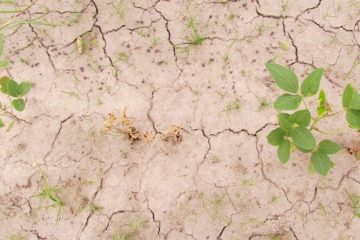 Notícias Agrícolas: Condições De Seca Se Agravam Nos Eua, O Que Afeta O Cultivo Da Soja E Do Milho