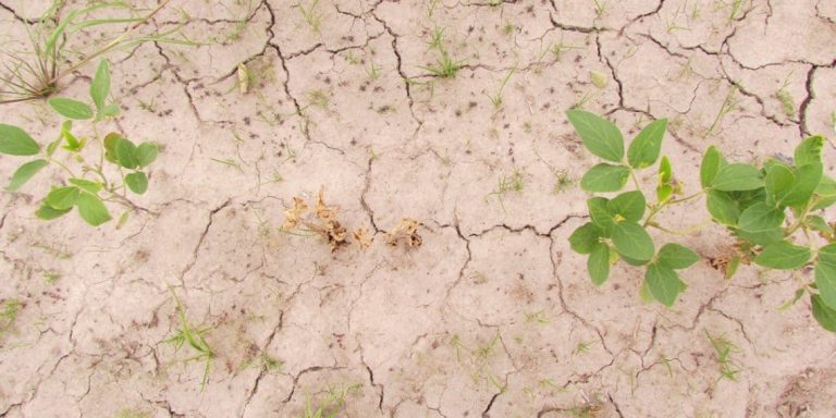 Notícias Agrícolas: Condições De Seca Se Agravam Nos Eua, O Que Afeta O Cultivo Da Soja E Do Milho