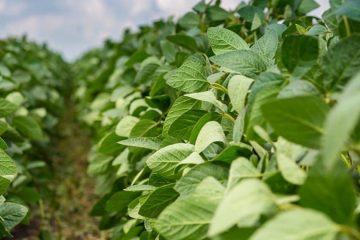 Notícias Agrícolas. Soja Registra Valorizações De Até 11% Em Chicago E Mercado Brasileiro Experimenta Semana De Preços Mais Favoráveis