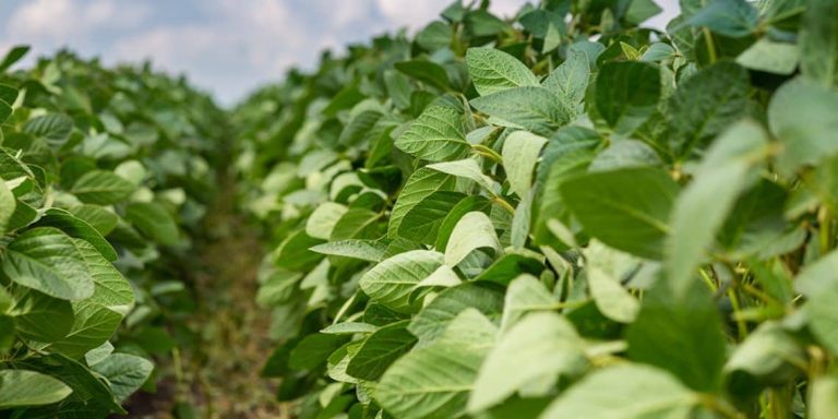 Notícias Agrícolas. Soja Registra Valorizações De Até 11% Em Chicago E Mercado Brasileiro Experimenta Semana De Preços Mais Favoráveis