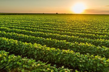 O Que São Os Bioinsumos E Qual A Sua Importância Na Agricultura